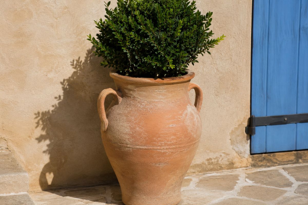 Quelle plante dans une amphore en terre cuite